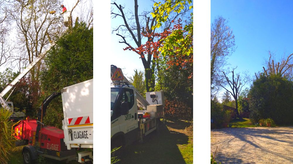 Limoges - Vouhe - Ecimage arbres -taille réduction  3.png