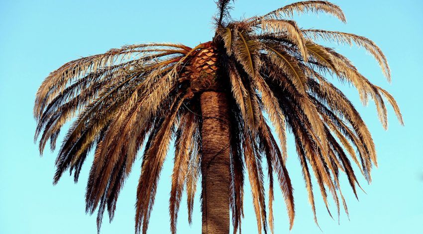 serpe-abattage-palmier.jpg