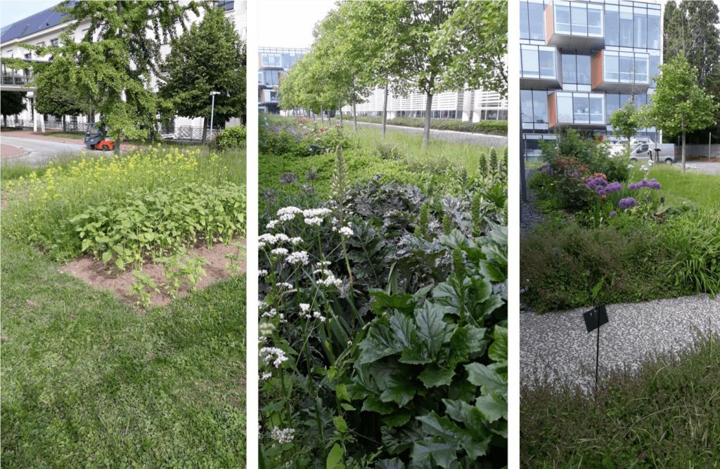 Gestion différenciée des espaces verts de l’Oréal à Chevilly-Larue (94) - Copie - Copie.png