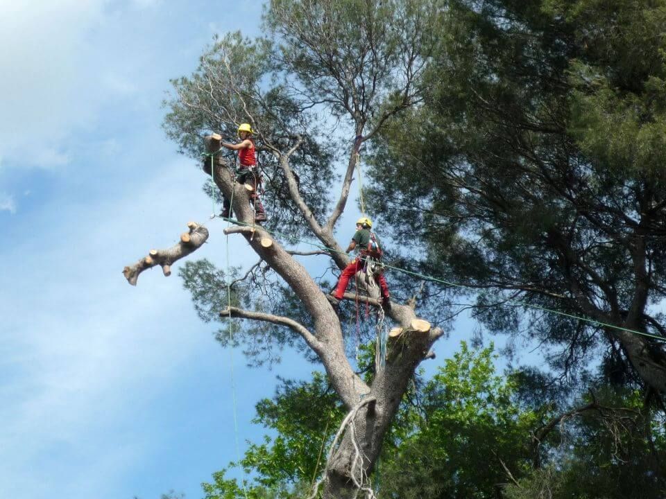 Au fil des arbres élagage met à disposition un équipement complet