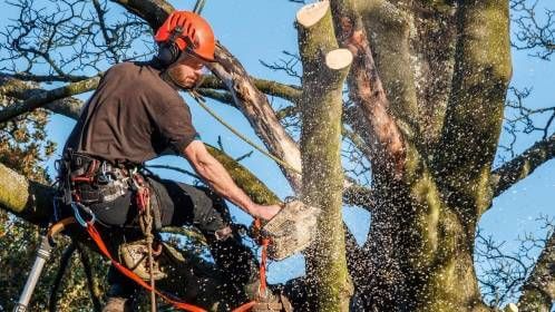 elagage_arbre_casque_securite_troconneuse_serpe