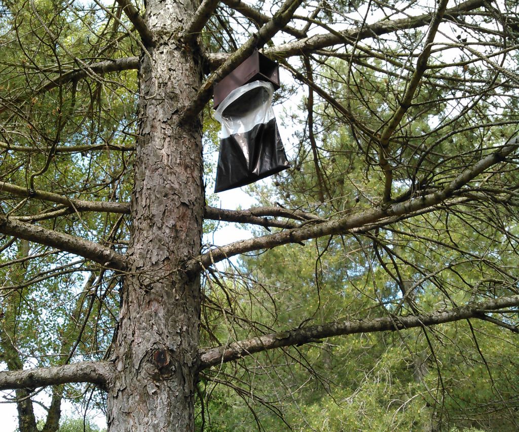 Chenilles processionnaires à Carcassonne