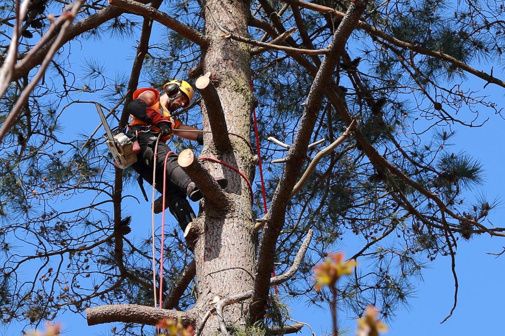 Abattage-par-démontage - Groupe Serpe.jpg