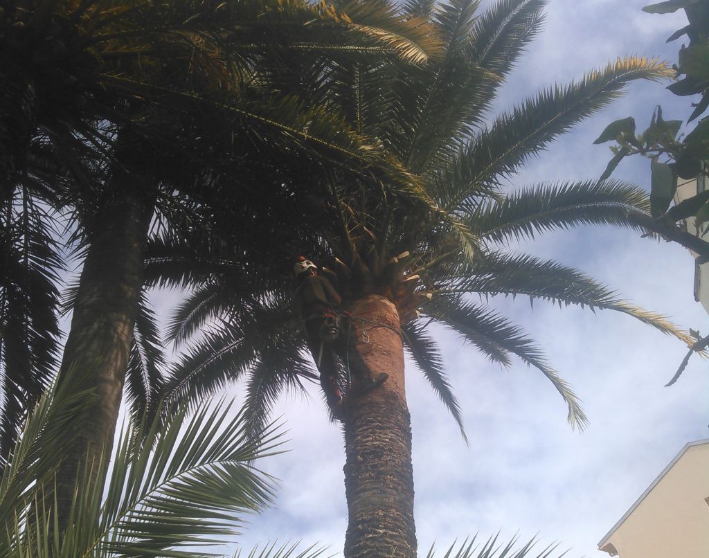 Abattage de palmiers - Groupe Serpe.jpg