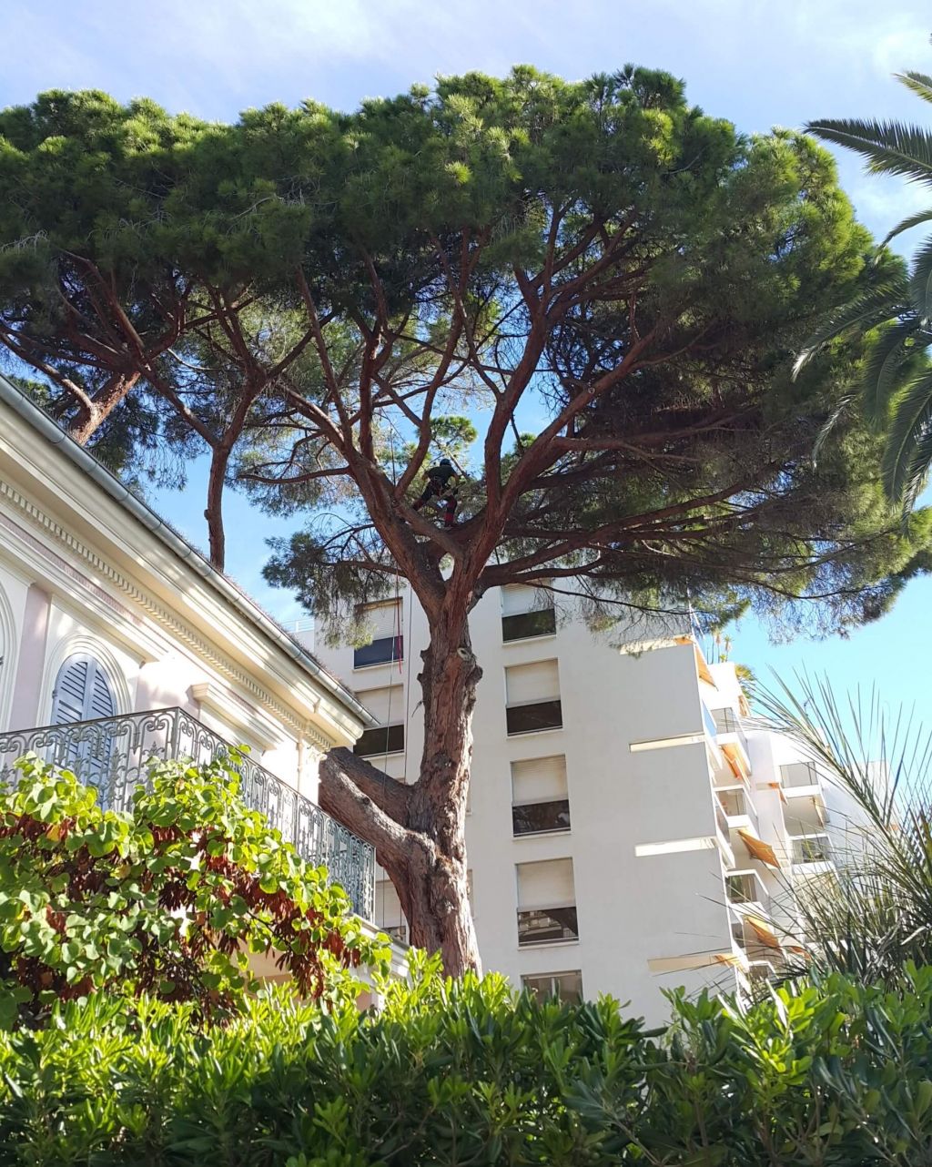 Pin parasol avant, Villa Bianca, Menton.jpg