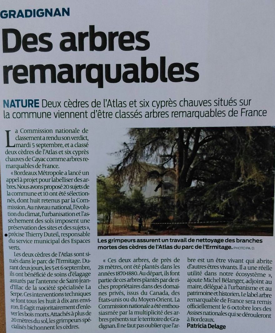 Bordeaux, Arbres remarquables, Presse.jpg