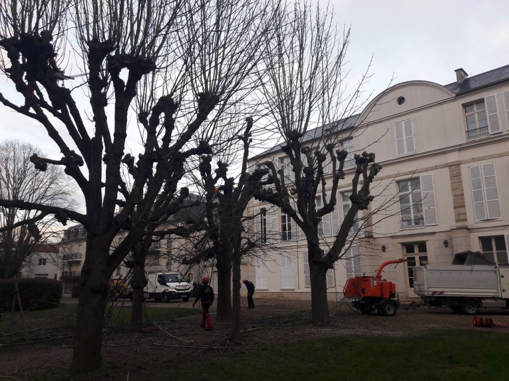 SEM, Taille tête de chat, Saint Germain en laye.jpeg