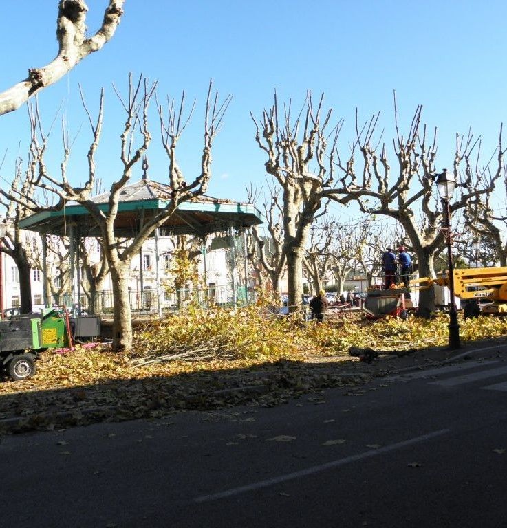 La cicatrisation des arbres - Arbres libres