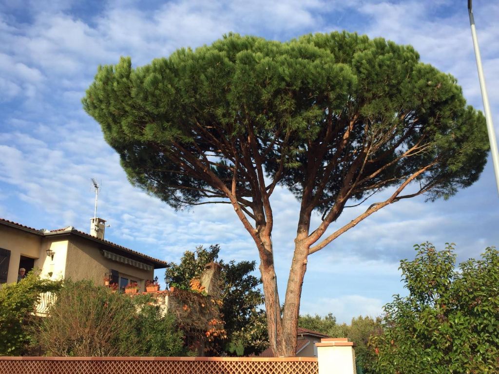 Toulouse, Elagage pin, Saint Jean Après 1.jpg