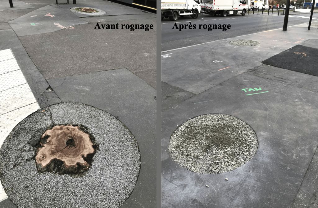 Nantes, Abattage et dessouchage 70 platanes, Nantes - rognage.png