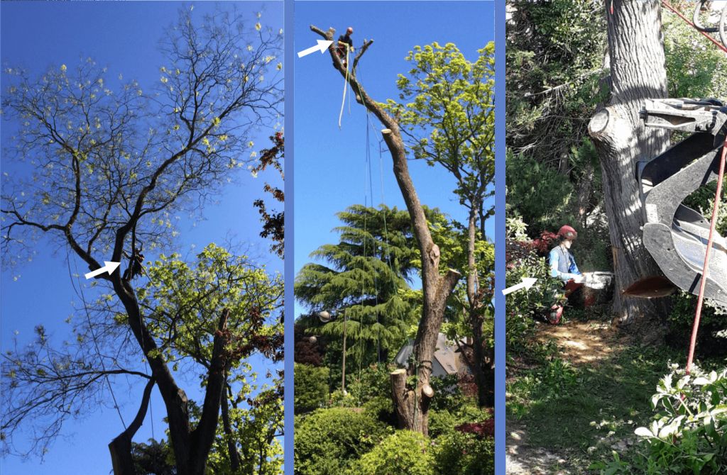 SEM, Démontage en rétention de 2 arbres chez un particulier, Versailles.png