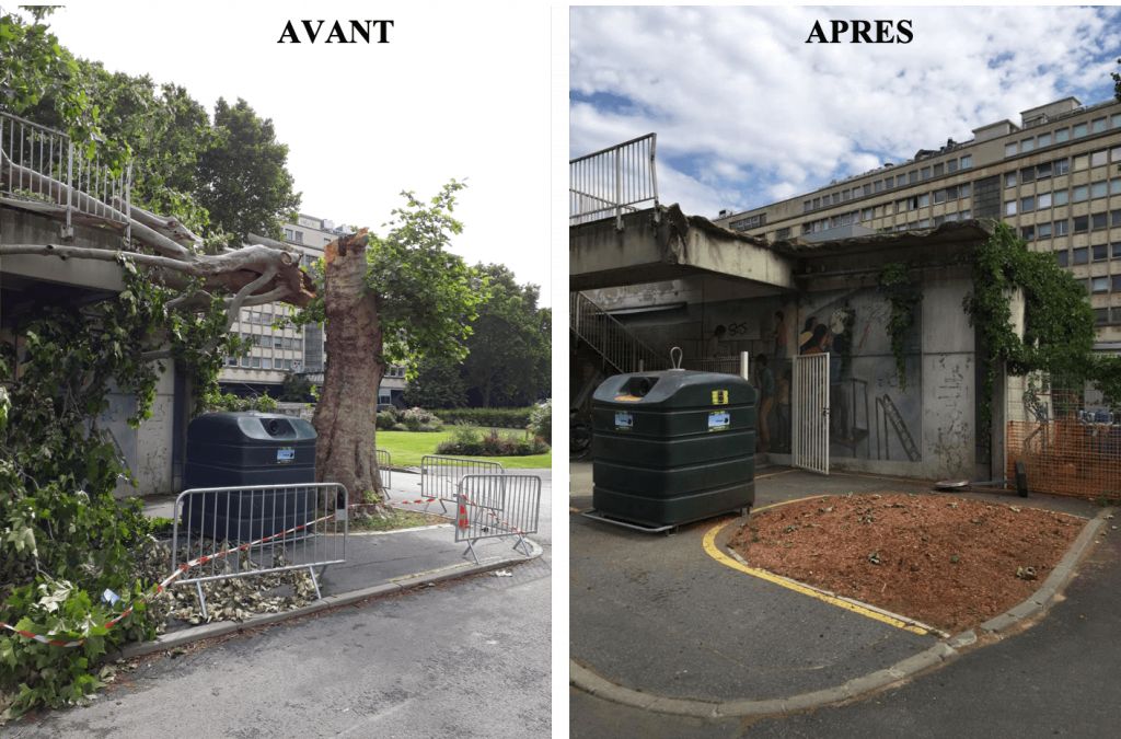 SEM, Abattage d'un platane cassé à l'université Pierre et Marie Curie, Paris.png