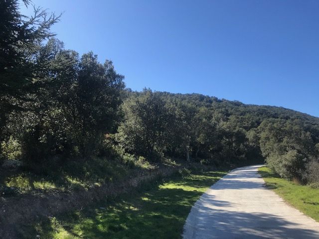 Pepignan, Abattage et débroussaillage DFCI, Massif Albérès - AVANT 2.jpg