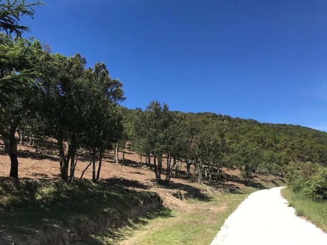 Pepignan, Abattage et débroussaillage DFCI, Massif Albérès - APRES 2.jpg