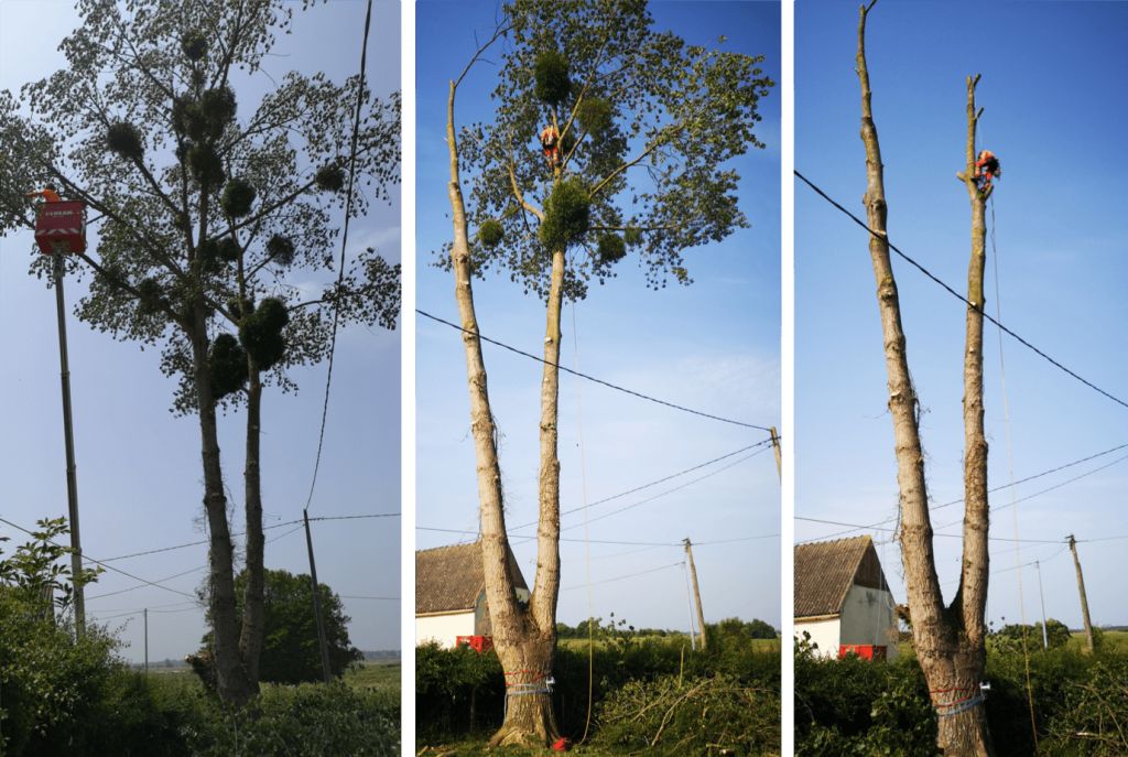 Saint Lô, Abattage arbre à risque ENEDIS, Graignes - 2.png