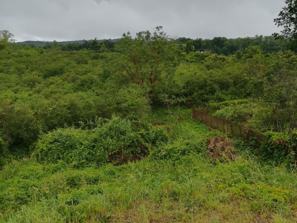 Lyon, Débroussaillage terrain  à bâtir, Charlieu - AVANT.jpeg