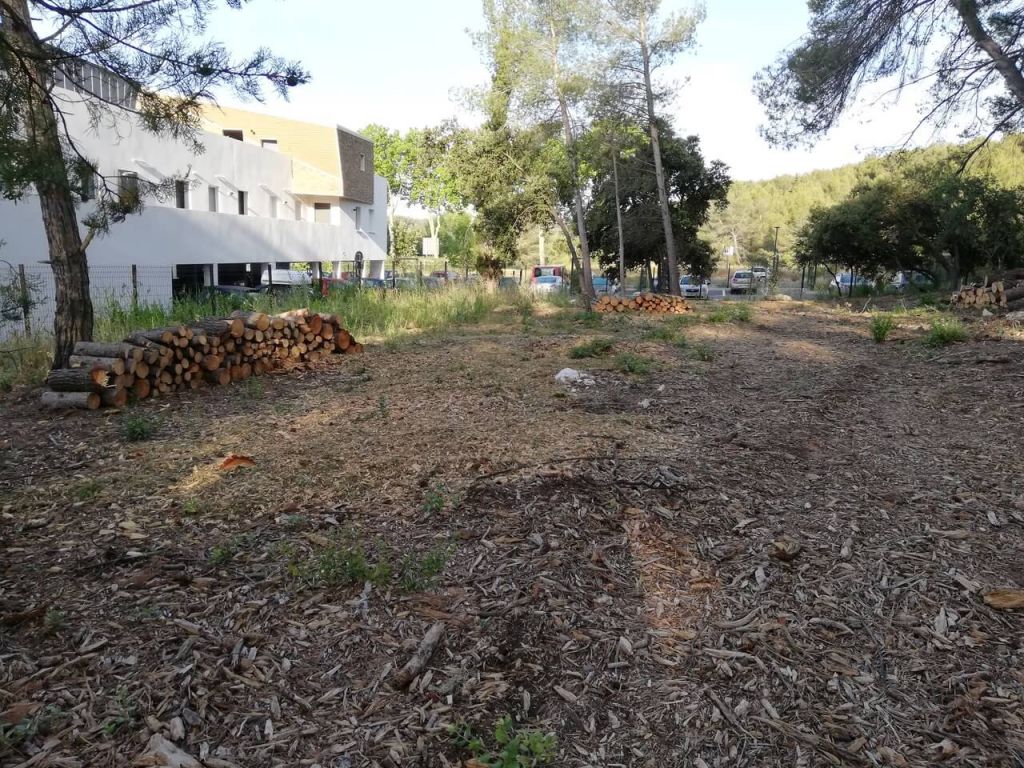 Montpellier, Abattage 12 arbres penchés, Jacou - APRES.jpeg