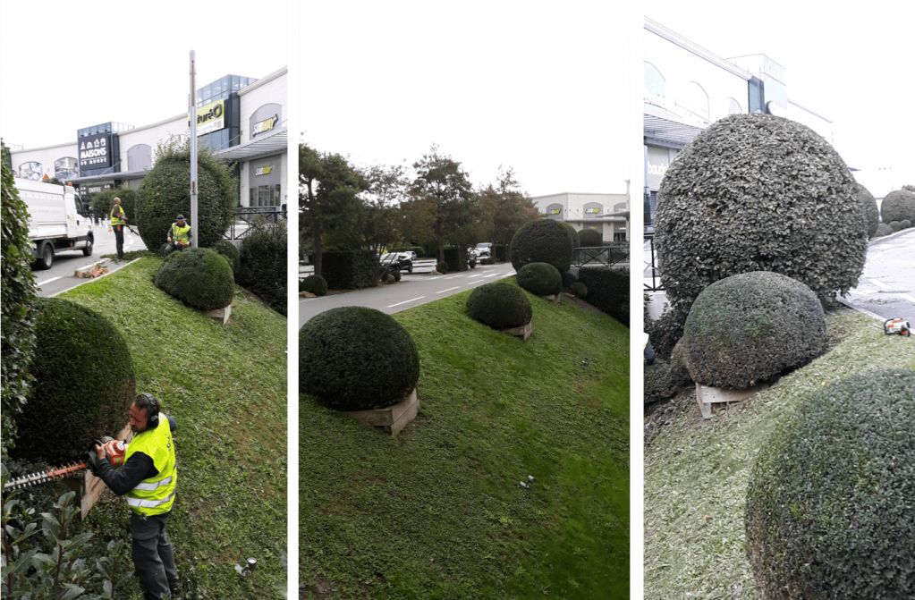 SEM, Taille en boule de buis et érables, Alpha parc - Les Clayes-sous-Bois.png