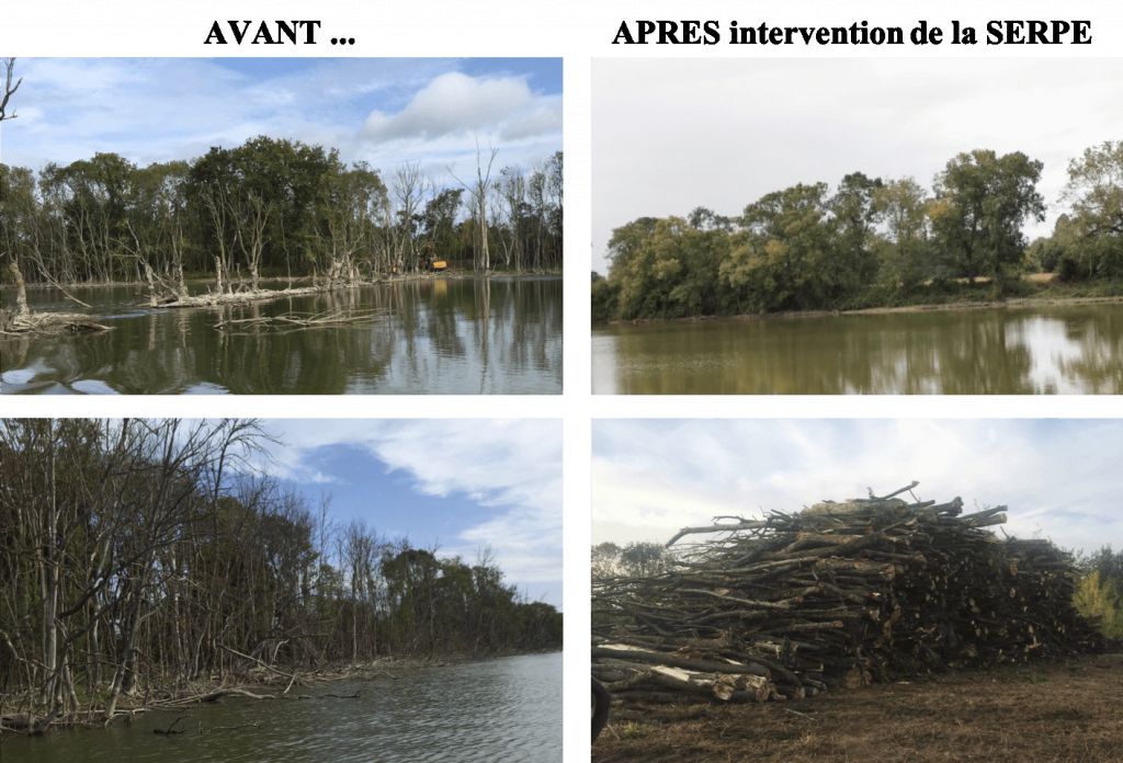Abattage sélectif des arbres de la fosse de Sorges aux Ponts-de-Cé  - 1.png