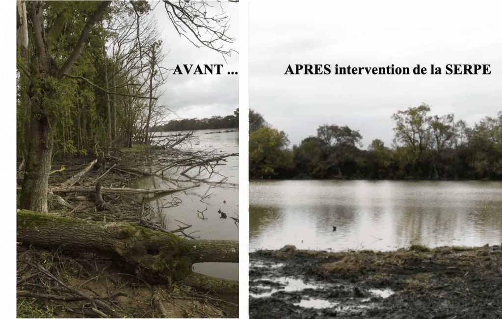 Abattage sélectif des arbres de la fosse de Sorges aux Ponts-de-Cé  - 3.png