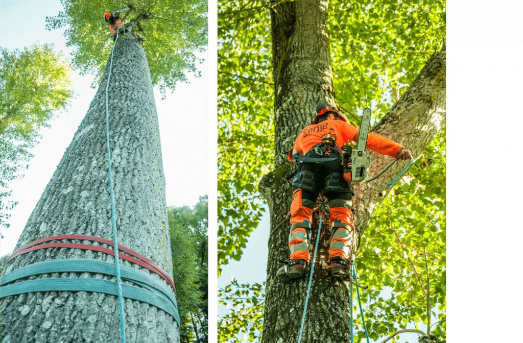 Saint Lô, Démontage peuplier, Cérisy-la-Forêt - 2.png