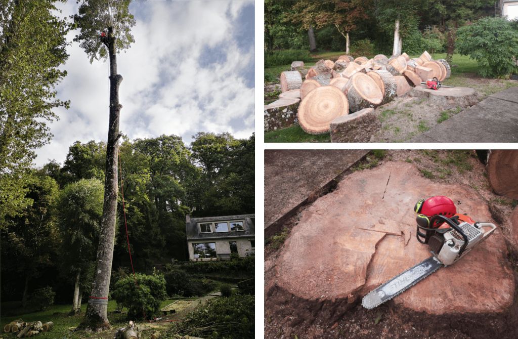 Saint Lô, Démontage peuplier, Cérisy-la-Forêt - 3.png