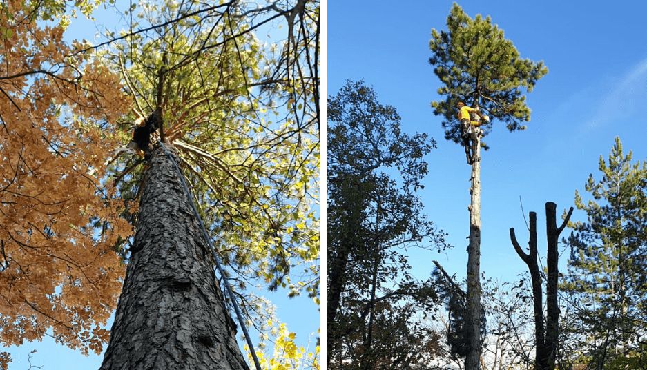 gap_travaux_elagage_arbres_grandes_hauteurs_hautes_alpes.png