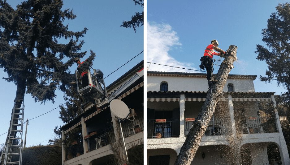 travaux_avant_apres_chantier_demontage_cedre_bleu_dangereux.png