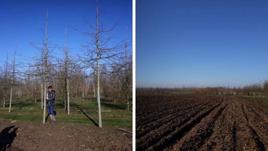 selection_arbres_maitre_oeuvre_sem_espaces_verts_hopital_americain_paris.png