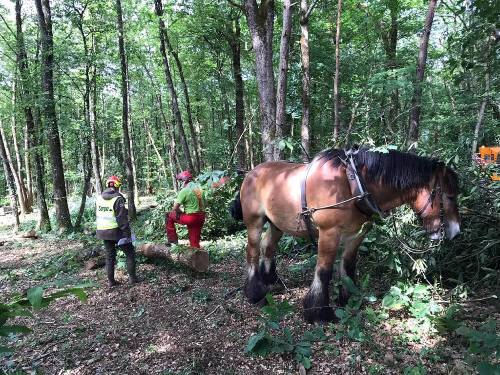 debardage_equin_serpe_onf_office_national_des_forets.jpg