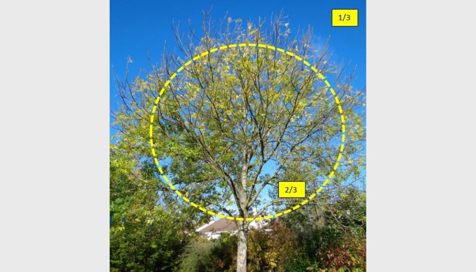 limite_du_couronnage_serpe_taille_entretien_arbres.png