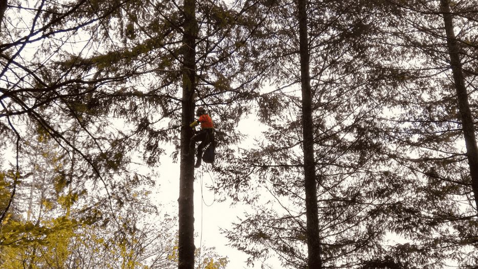 elagage_abattage_arbres_serpe_toulouse_travaux_entretien_vegetation.png