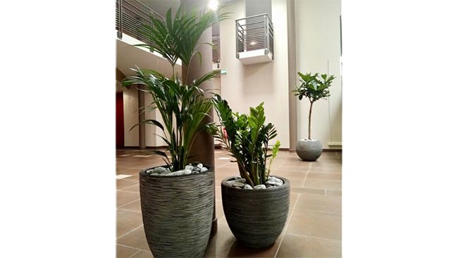 decoration_vegetale_sem_espaces_verts_installation_plantes_en_pot.png