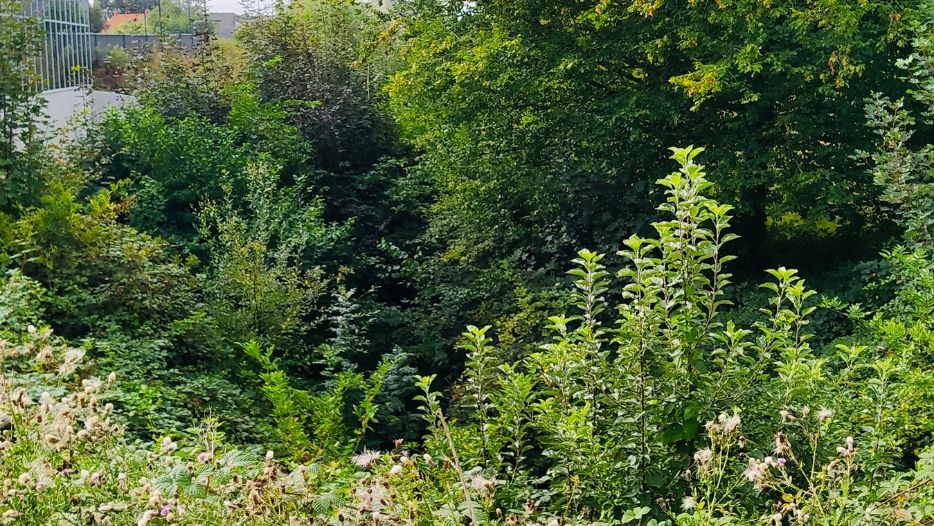 2020_09_serpe_rennes_debroussaillage_bassin_orage_vegetation_ville_fougeres.png