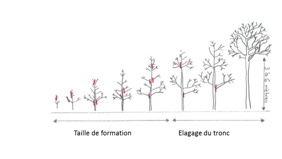 La Taille De Formation lagage Et Abattage D arbre