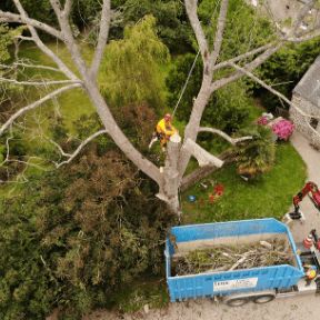2020-11-saint-lo-securisation-parituclier-abattage-arbre.png