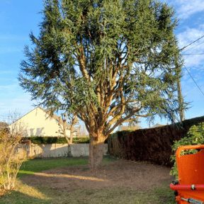 2020_11_sem_espaces_verts_groupe_serpe_restauration_vieux_cedre.png