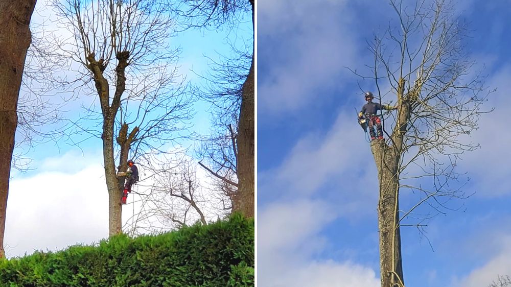 SEM - Démontage d'une frêne à l'aide d'une grue 3.png