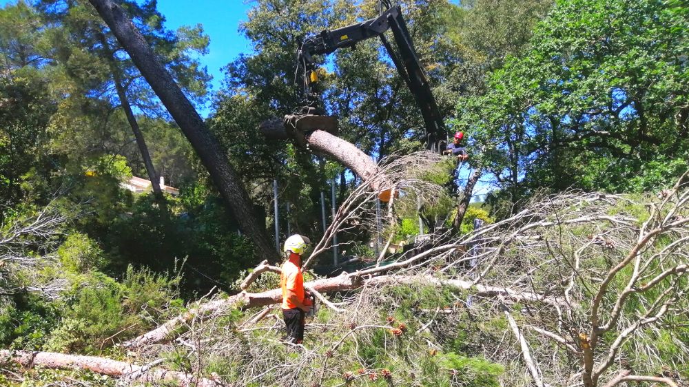 SERPE Agence Toulon - Démontage de pins en rétention 83.png