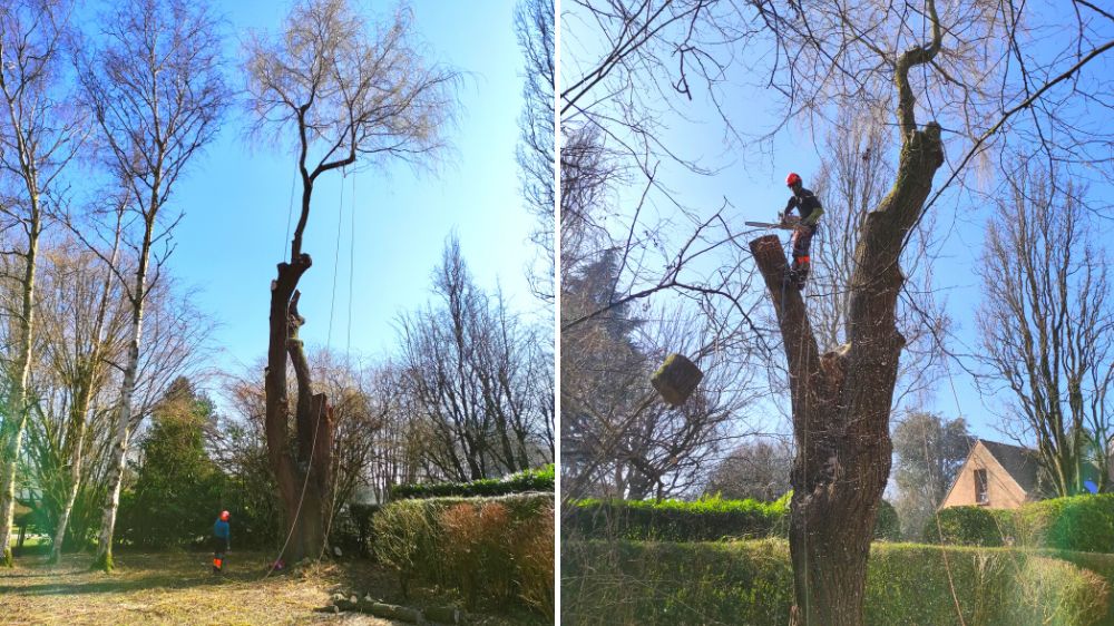 SERPE - Agence de Lille, abattage d'un saule dangereux.png.png