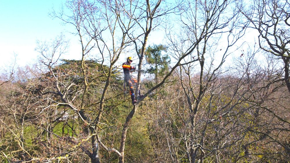 SERPE Rennes - Entretien du patrimoine arboré de Pacé.png