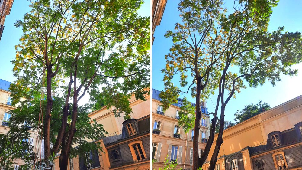 SEM Espaces Verts - Chantier de taille d'un ailante sur Paris.png