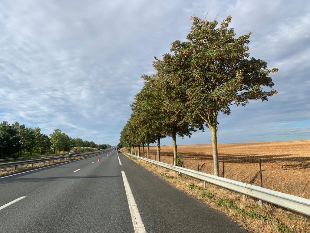 Serpe Nemours- dirco - taille douce rehaussement couronne autoroute après - 2020 - 2.jpg