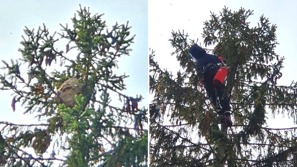 SEM - Destruction d'un nid de frelon au Chesnay.png