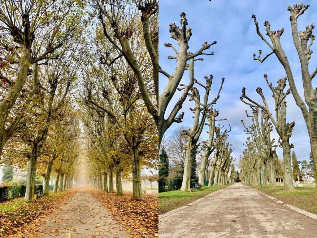 Nemours - Auxerre - Taille en tête de chat 240 arbres sur le programme commune Auxerre - A210243 - 2021.jpg