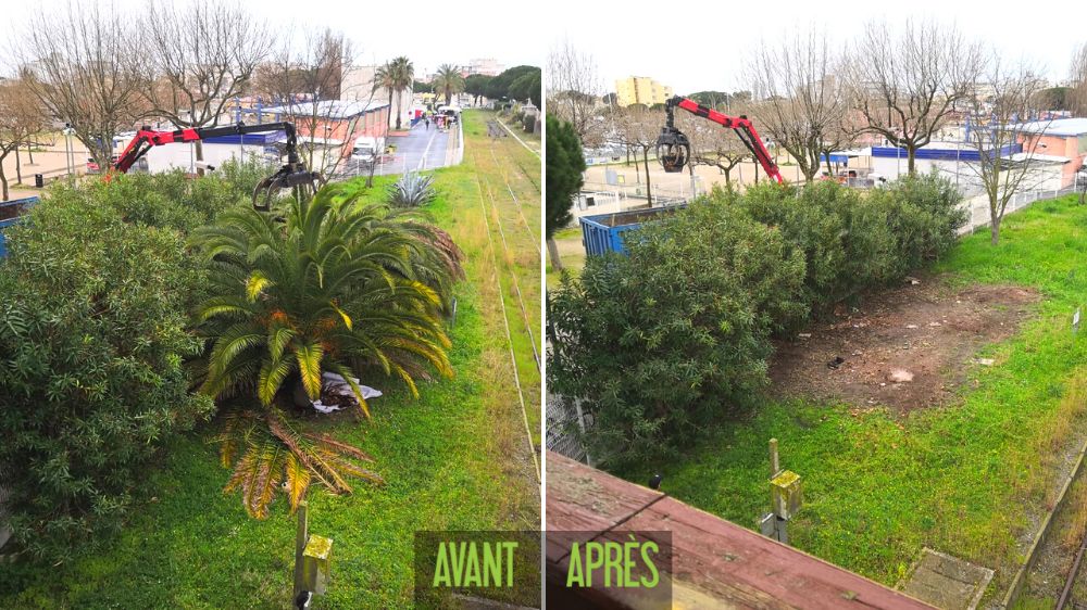 Montpellier - Grau du roi - abattage palmier malade avant après.png