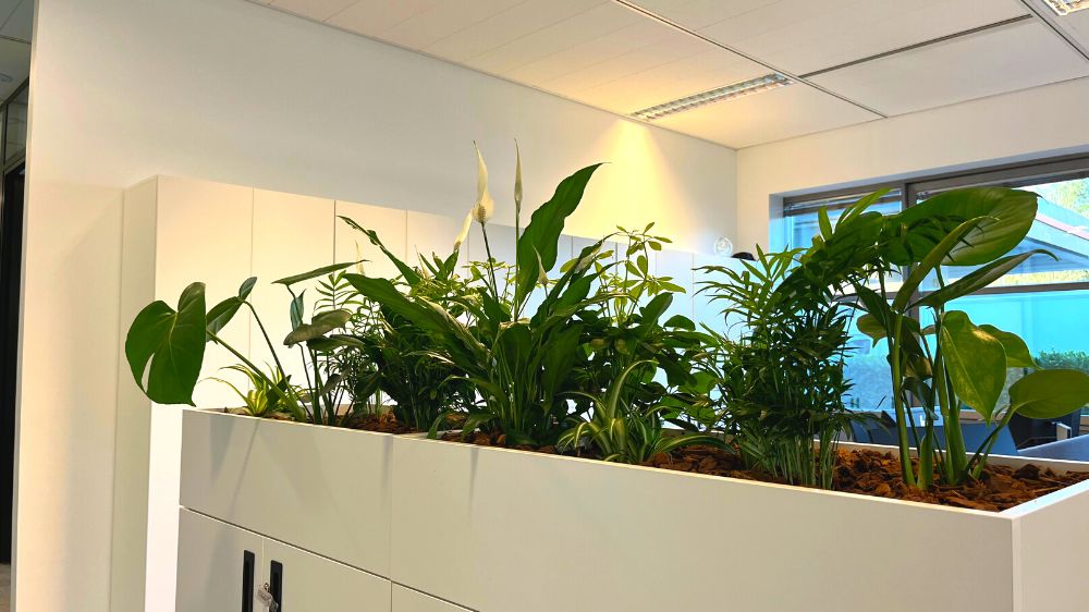 SEM - Guyancourt - Mise en place de végétaux au sein de bureaux - G220085 - 2022 (3).png