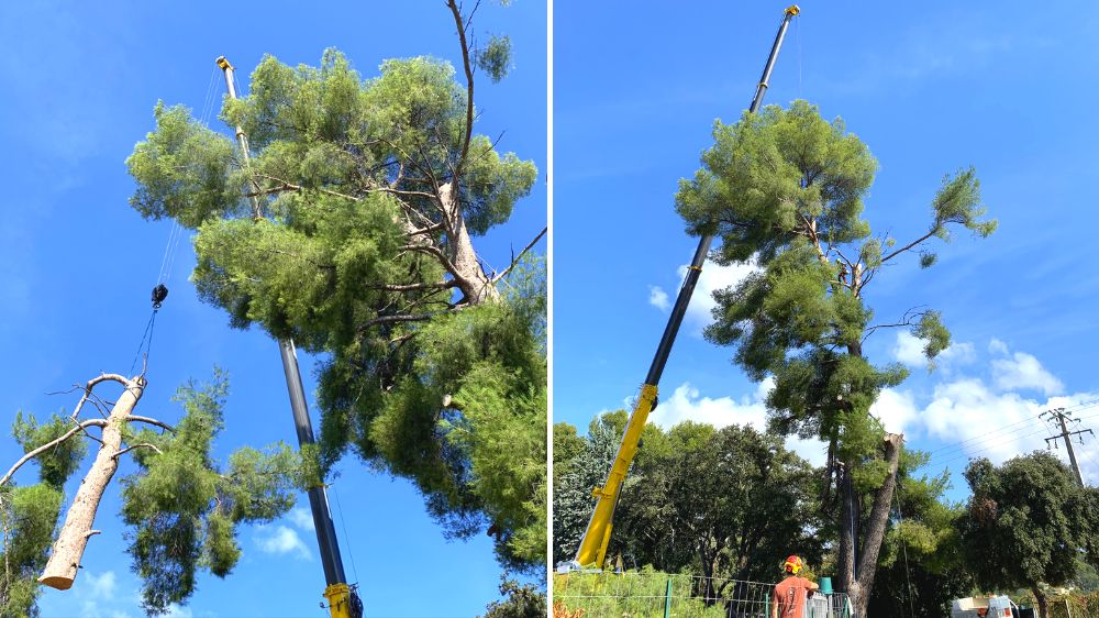 Toulon - Cannet des maures - abattage pin -2020 -2.png