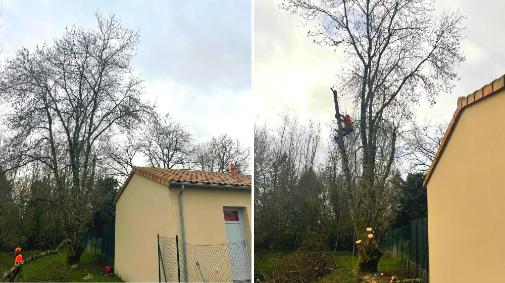 Poitiers - Chatillon sur thouet - abattage frêne 2021 - 1 .png