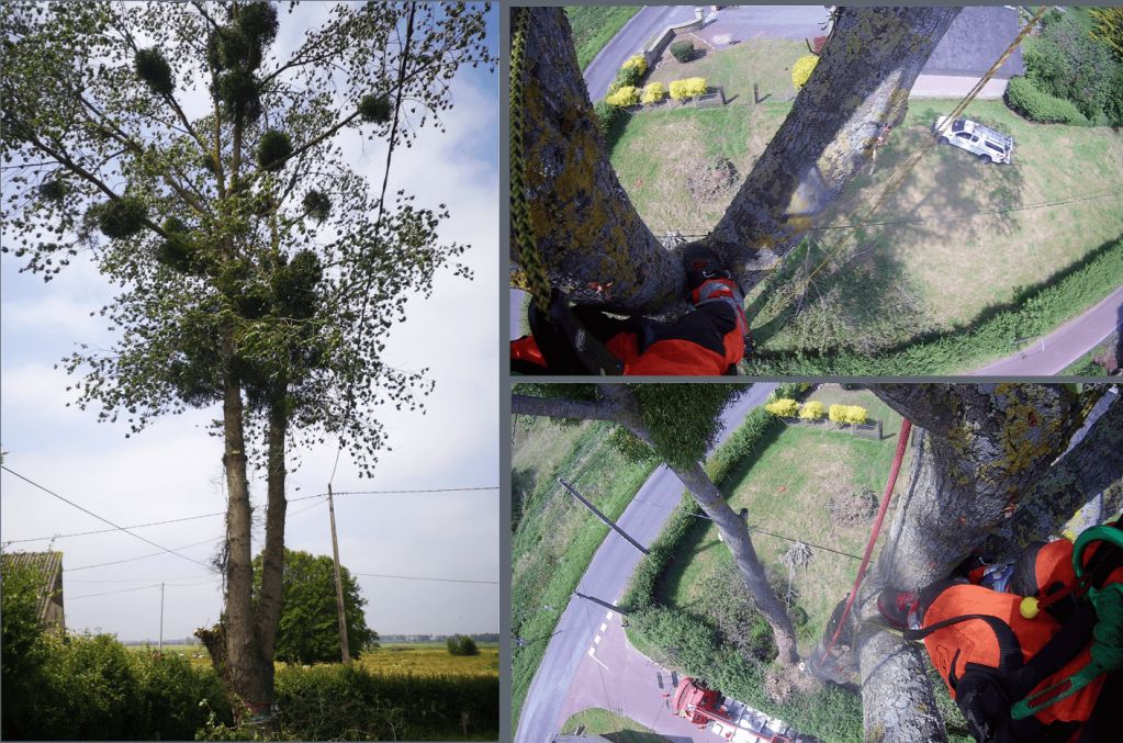 Saint Lô, Abattage arbre à risque ENEDIS, Graignes.png